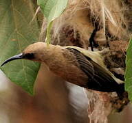 Carmelite Sunbird