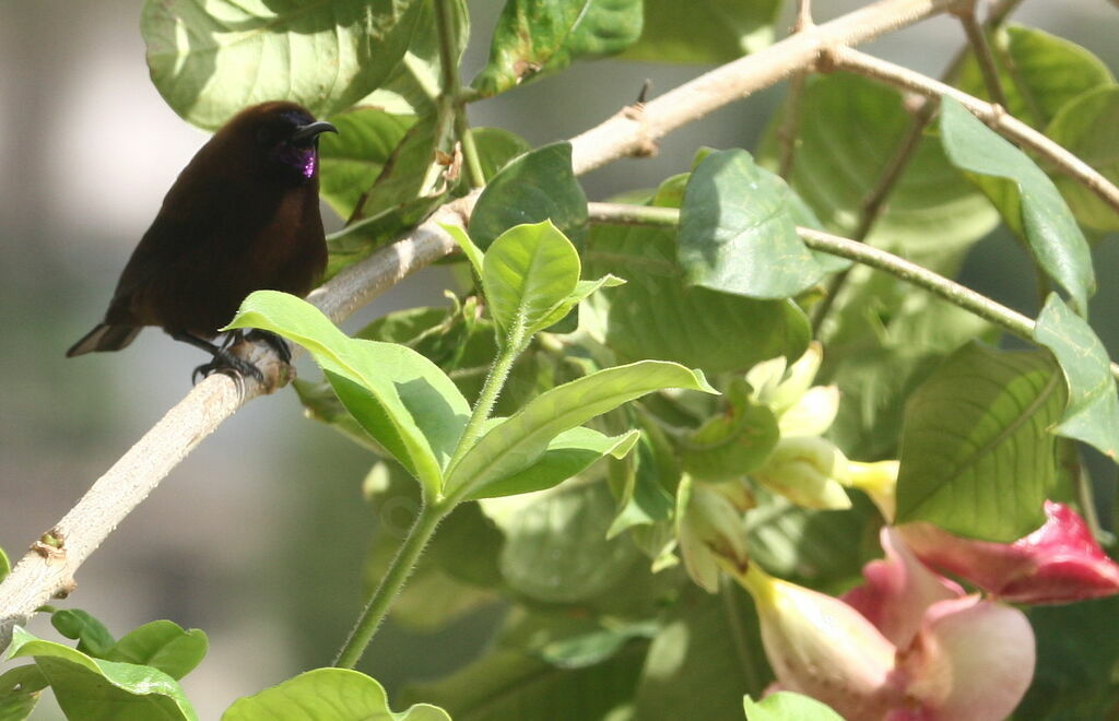 Carmelite Sunbird