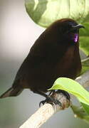 Carmelite Sunbird