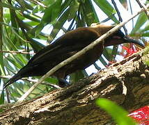 Carmelite Sunbird