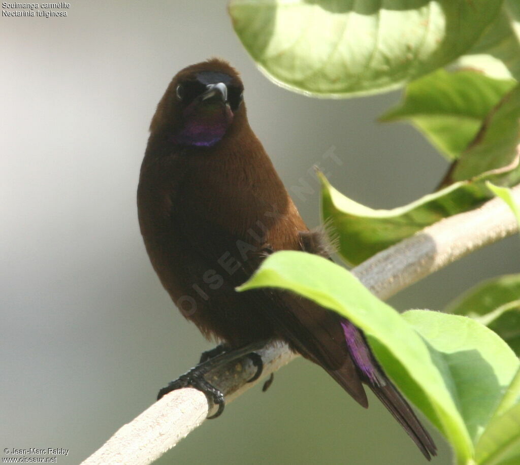 Carmelite Sunbird