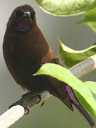 Carmelite Sunbird