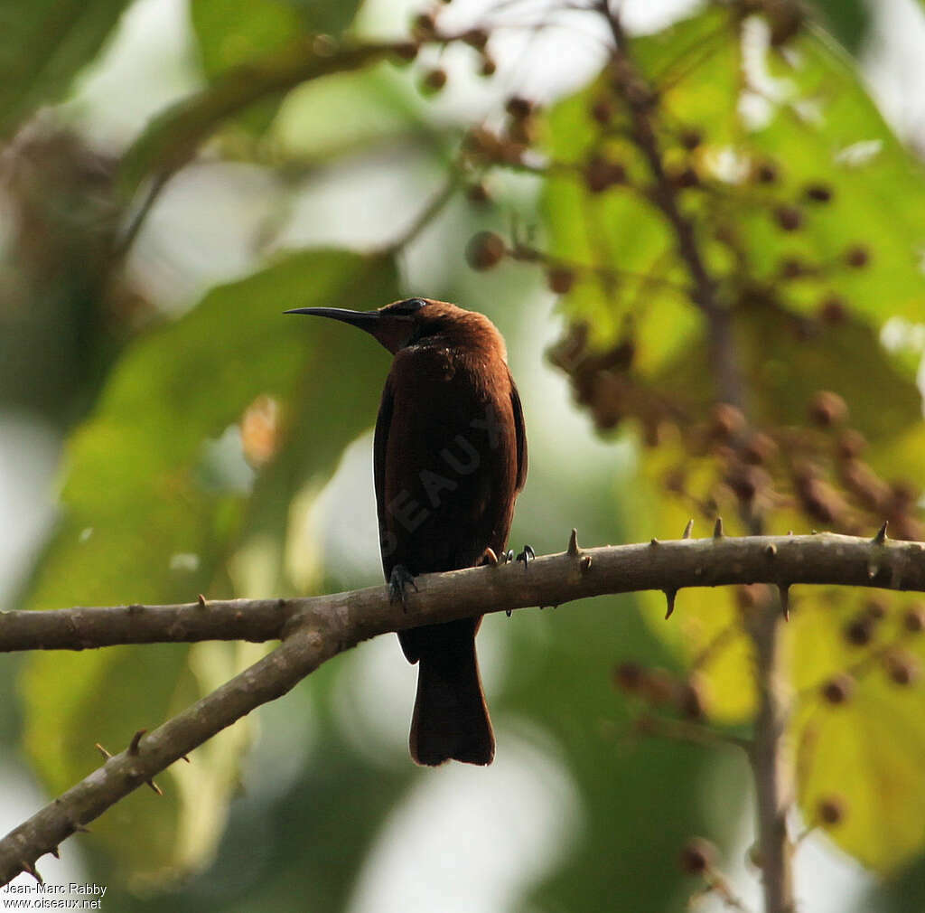 Souimanga carmélite, identification