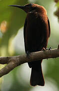 Carmelite Sunbird