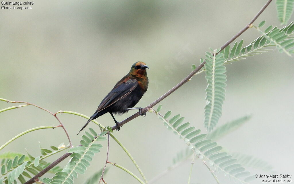 Copper Sunbird