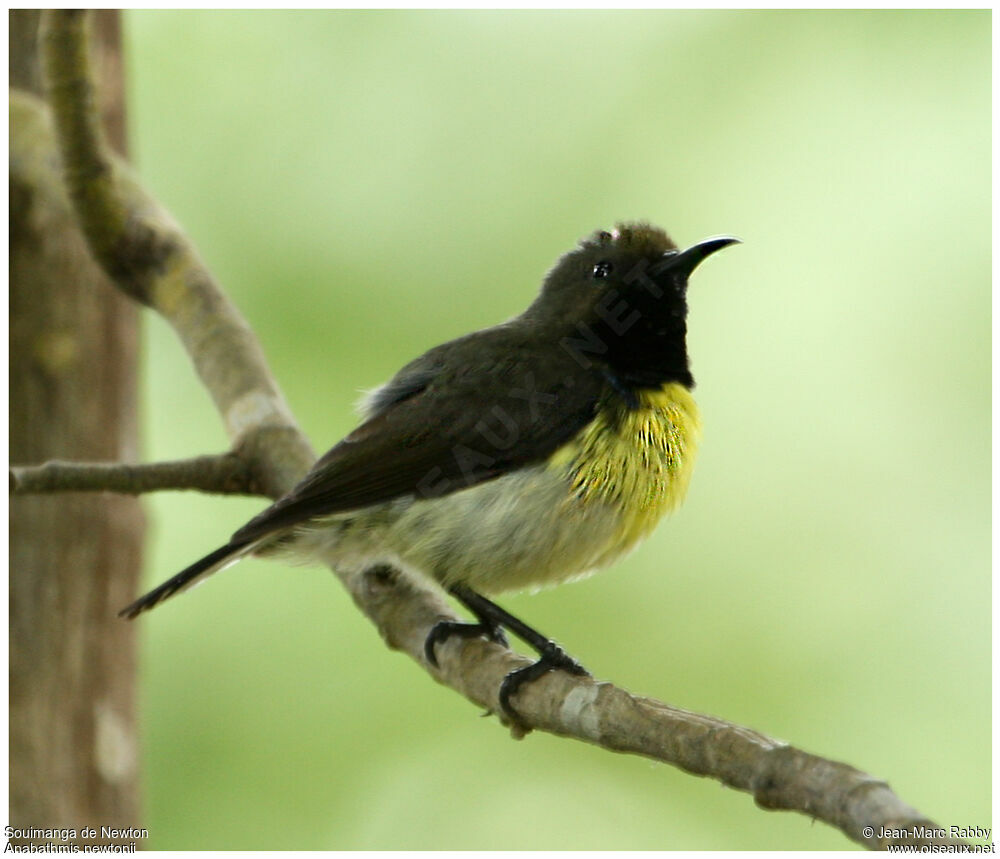 Newton's Sunbird, identification