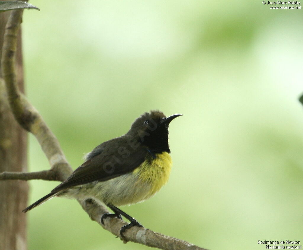 Newton's Sunbird male