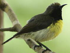 Newton's Sunbird