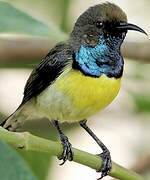 Newton's Sunbird