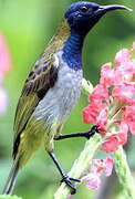 Reichenbach's Sunbird