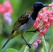 Reichenbach's Sunbird