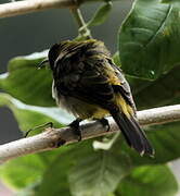 Reichenbach's Sunbird