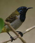 Reichenbach's Sunbird