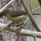 Souimanga minule