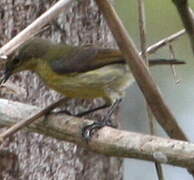 Tiny Sunbird