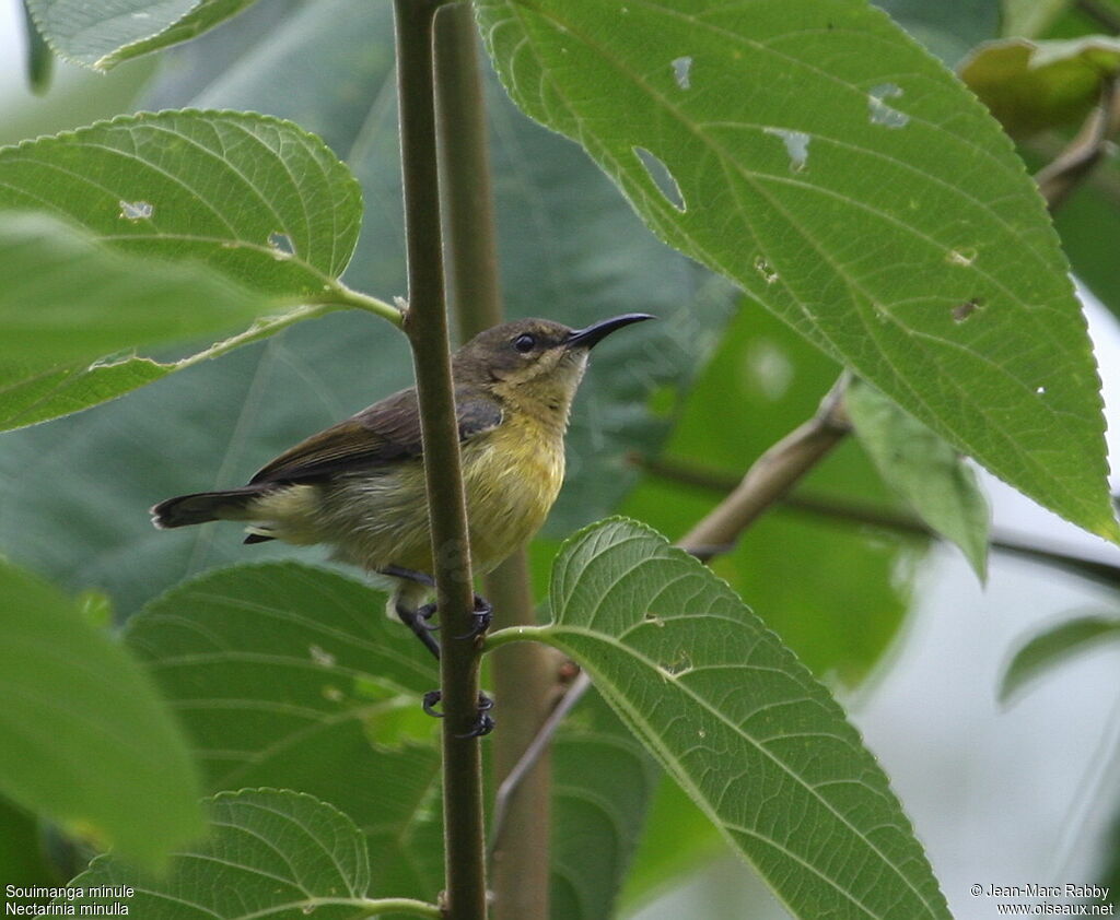 Tiny Sunbird