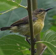 Tiny Sunbird