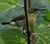 Tiny Sunbird