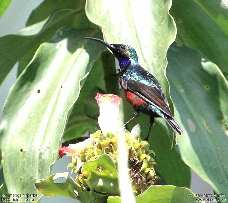 Superb Sunbird