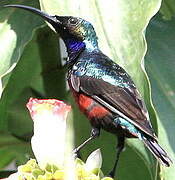 Superb Sunbird