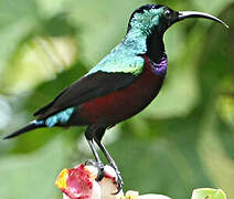 Superb Sunbird