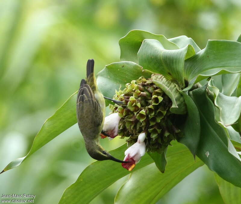 Superb Sunbird female adult, eats