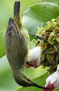 Superb Sunbird