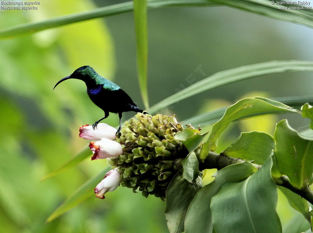 Superb Sunbird male adult