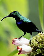 Superb Sunbird