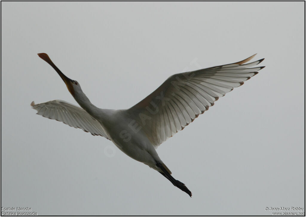 Eurasian Spoonbill, Flight