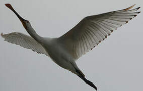 Eurasian Spoonbill