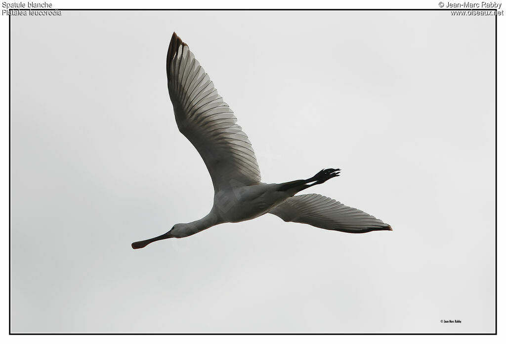 Eurasian Spoonbill, Flight