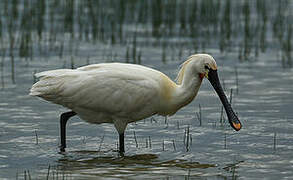 Eurasian Spoonbill