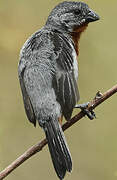 Chestnut-bellied Seedeater