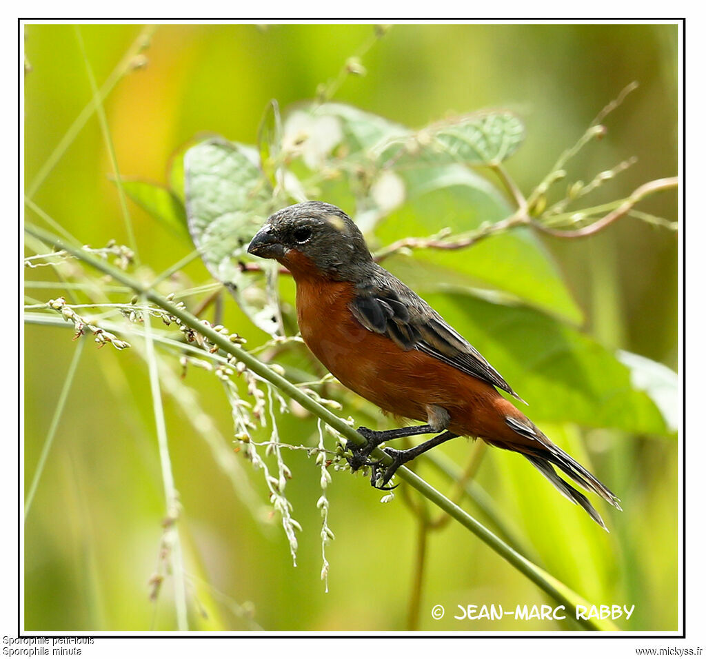 Ruddy-breasted Seedeater, identification