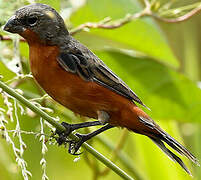 Ruddy-breasted Seedeater