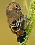 Ruddy-breasted Seedeater