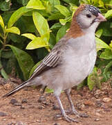 Speckle-fronted Weaver