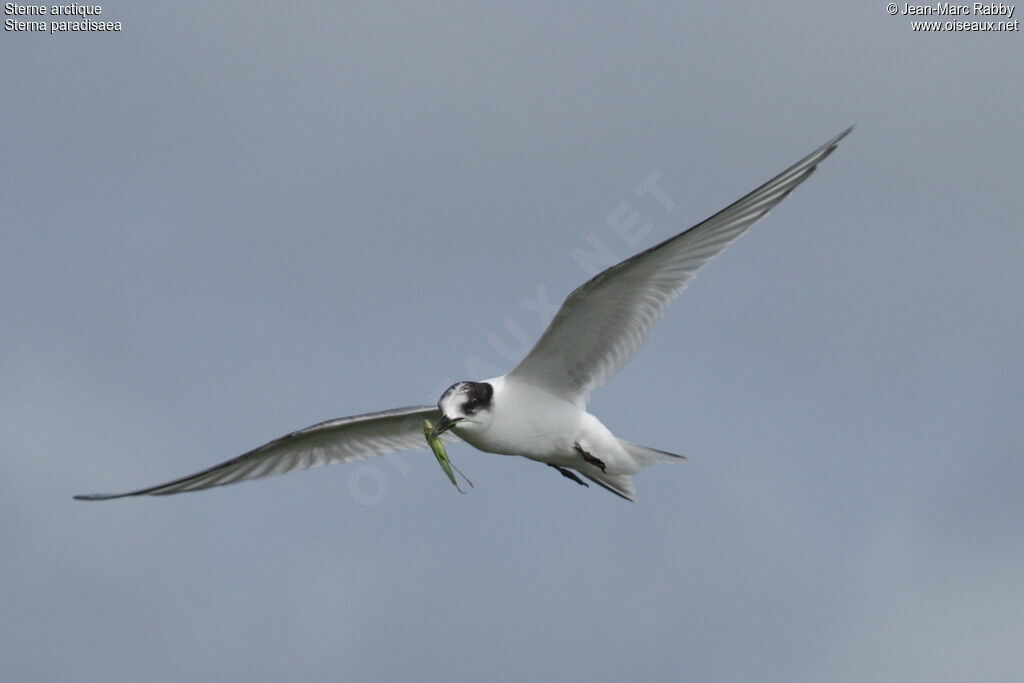 Arctic Tern