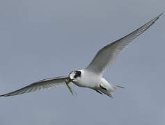 Arctic Tern