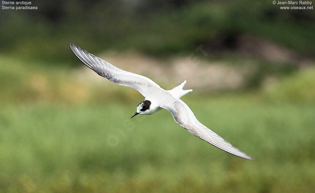 Arctic Tern