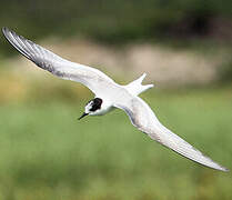 Arctic Tern