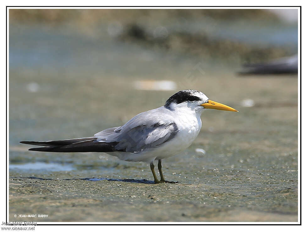 Sterne argentée, identification