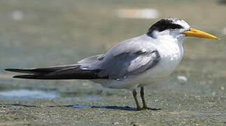 Yellow-billed Tern