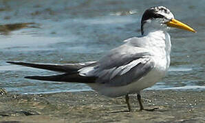 Yellow-billed Tern