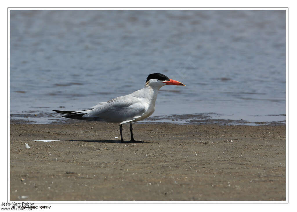 Caspian Ternadult breeding, identification, pigmentation