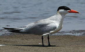 Caspian Tern