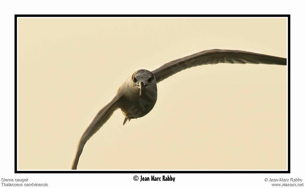 Sandwich Tern, Flight