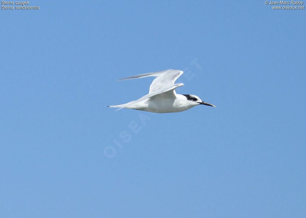 Sandwich Tern, song