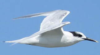 Sandwich Tern